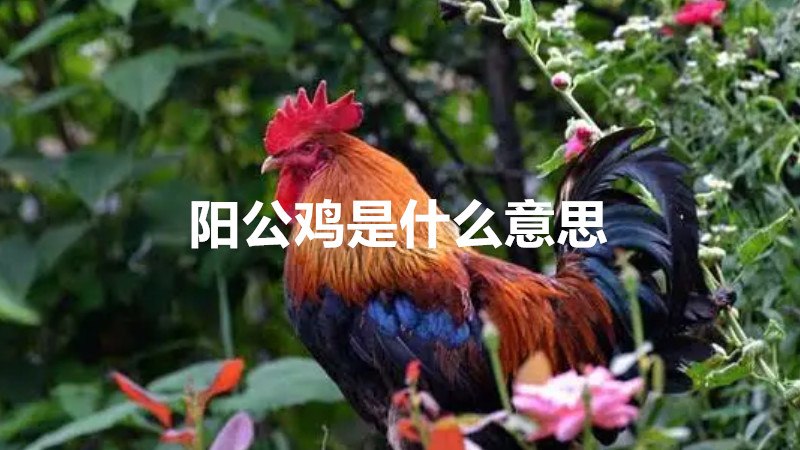 阳公鸡是什么意思