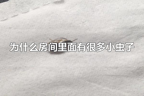 为什么房间里面有很多小虫子 房间里的小虫子要如何去除