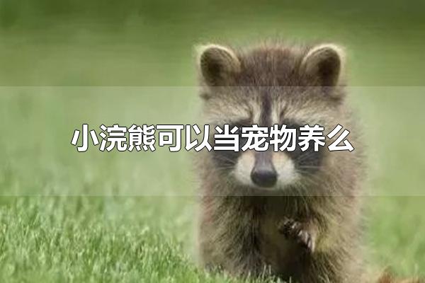 小浣熊可以当宠物养么 小浣熊不可以当宠物养