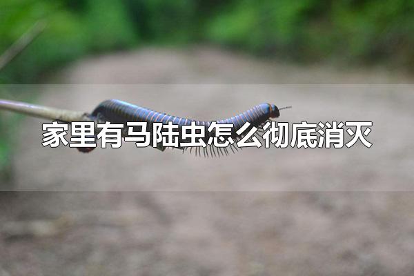 家里有马陆虫怎么彻底消灭 马陆虫的危害有哪些