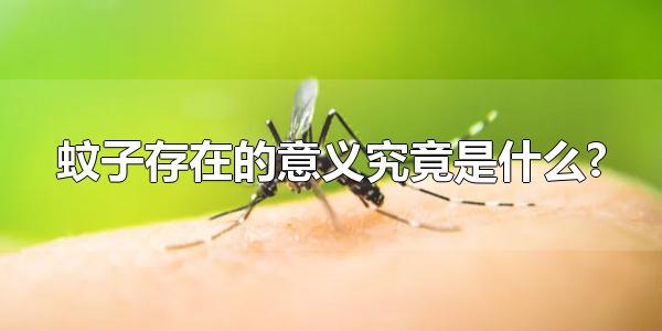 蚊子存在的意义究竟是什么? 蚊子存在的作用