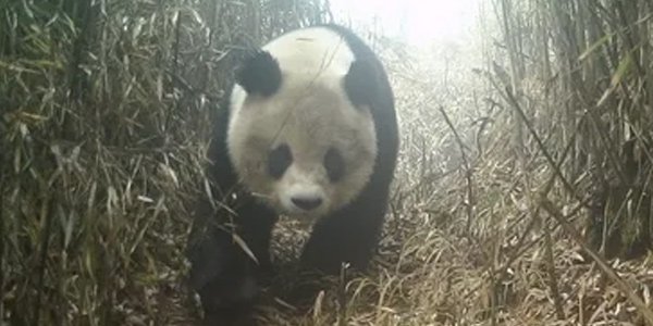 一只大熊猫价值多少 大熊猫是无价的