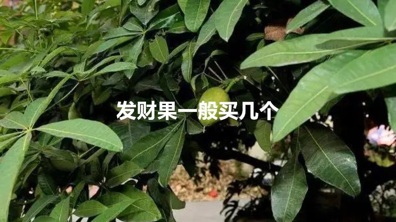 发财果一般买几个