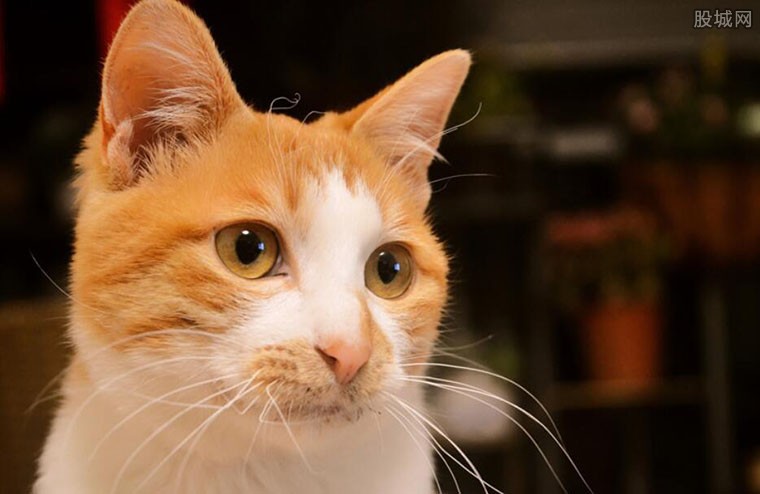 猫脸老太太事件