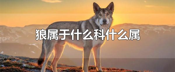 狼属于什么科什么属 狼的性格特点