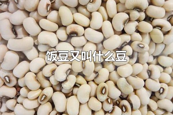 饭豆又叫什么豆 饭豆怎么食用