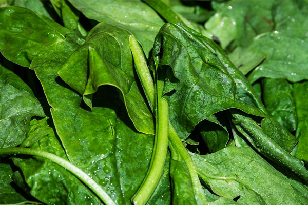 炒菠菜要不要焯水再炒 菠菜不能与什么食物混着吃