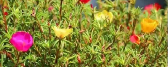 冬天太阳花苗种植方法 关于冬天太阳花苗种植方法