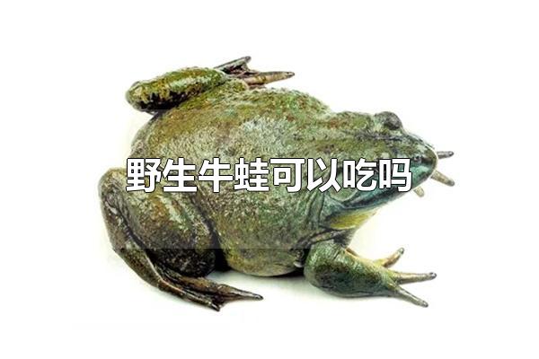 野生牛蛙可以吃吗 野生牛蛙怎么处理