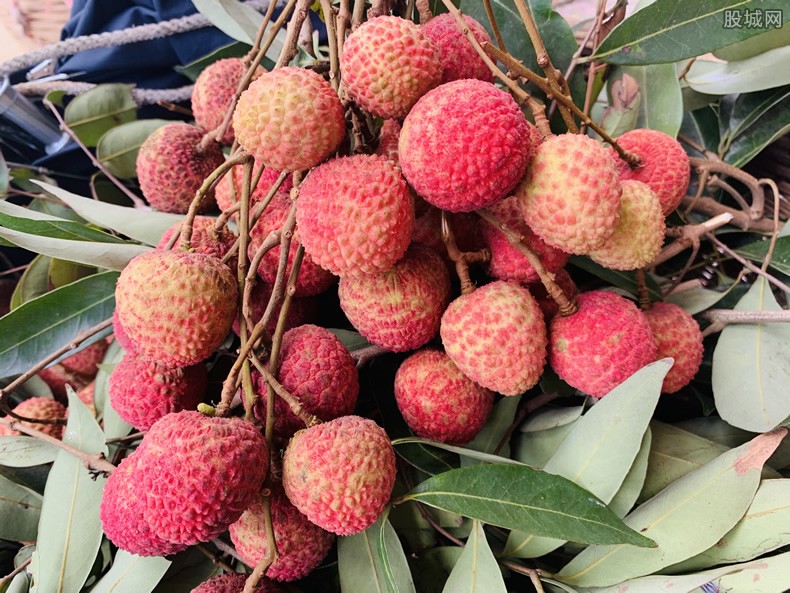 荔枝价格