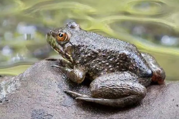 野生牛蛙可以吃吗 野生牛蛙怎么处理