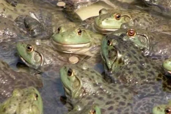 野生牛蛙可以吃吗 野生牛蛙怎么处理