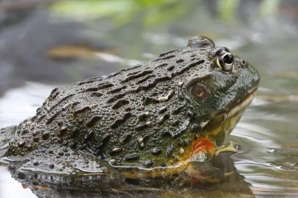 野生牛蛙可以吃吗 野生牛蛙怎么处理