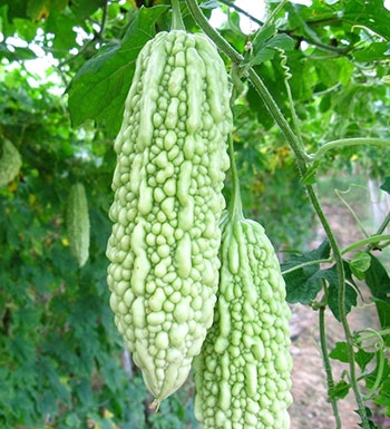 夏季养生排毒吃什么 9大养生食物清热解毒