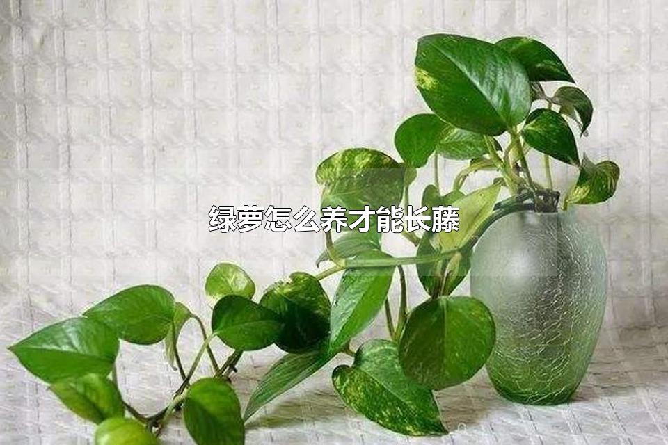 绿萝怎么养才能长藤 绿萝有什么作用