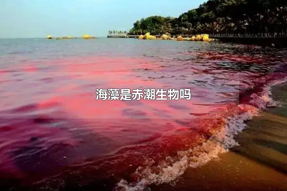 海藻是赤潮生物吗 赤潮的危害