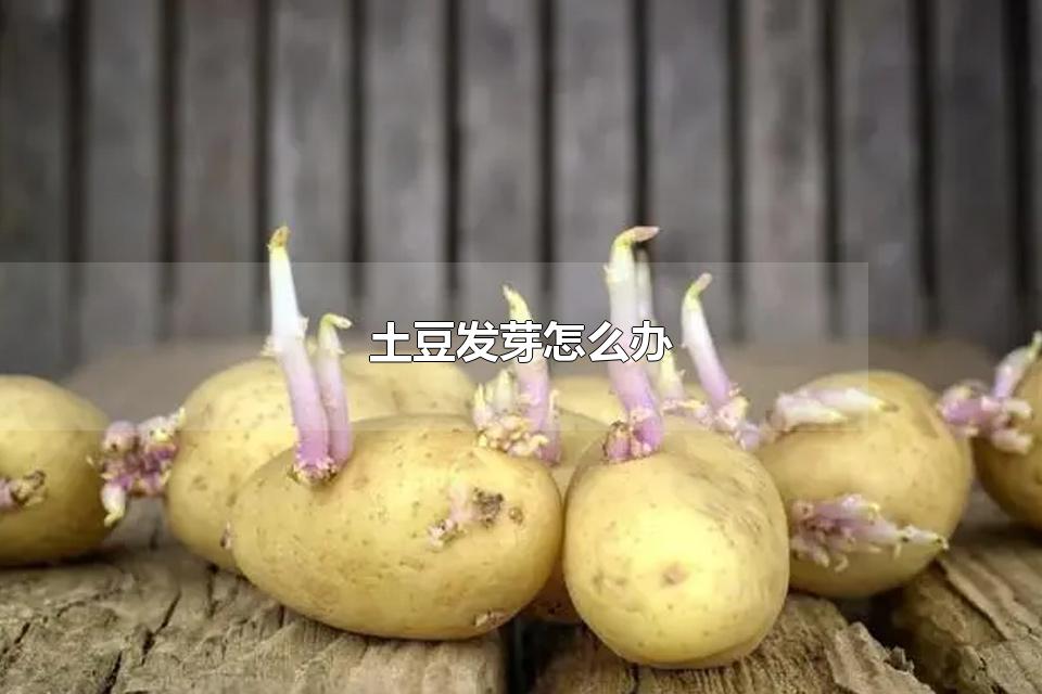 土豆发芽怎么办 土豆长了一点点小芽可以吃吗