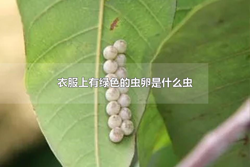 衣服上有绿色的虫卵是什么虫 衣服上有绿色的虫卵怎么办