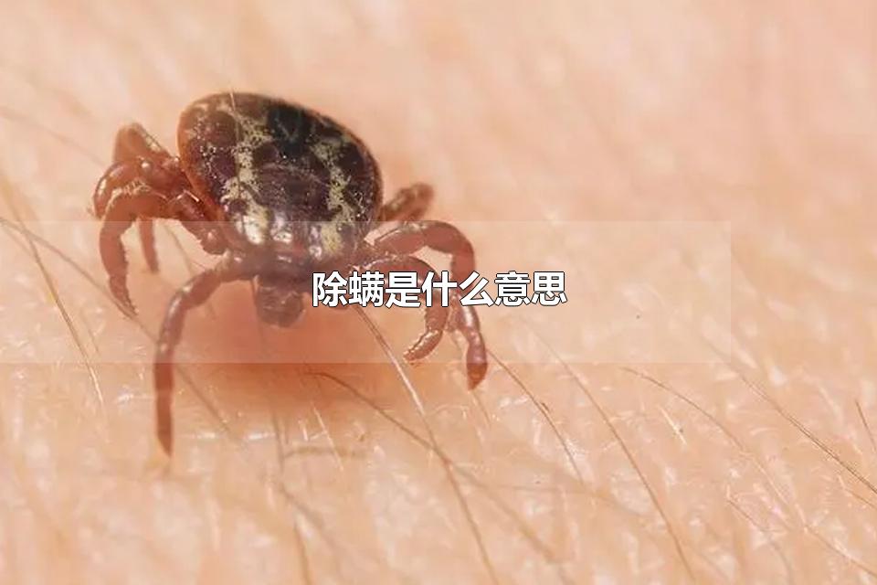 除螨是什么意思 螨虫如何预防