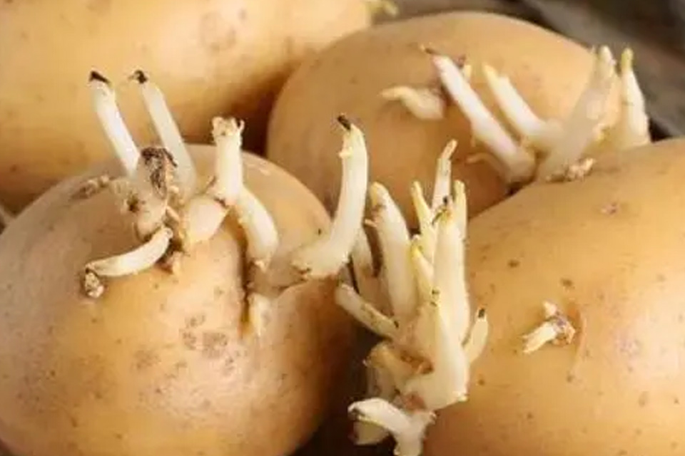 土豆发芽怎么办 土豆长了一点点小芽可以吃吗