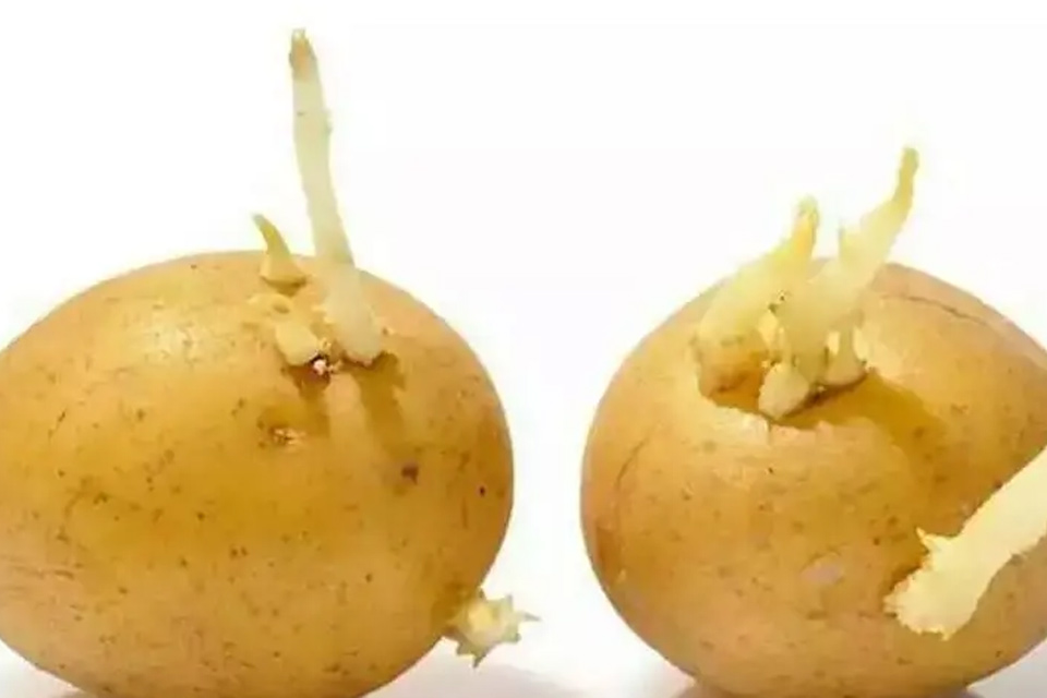 土豆发芽怎么办 土豆长了一点点小芽可以吃吗