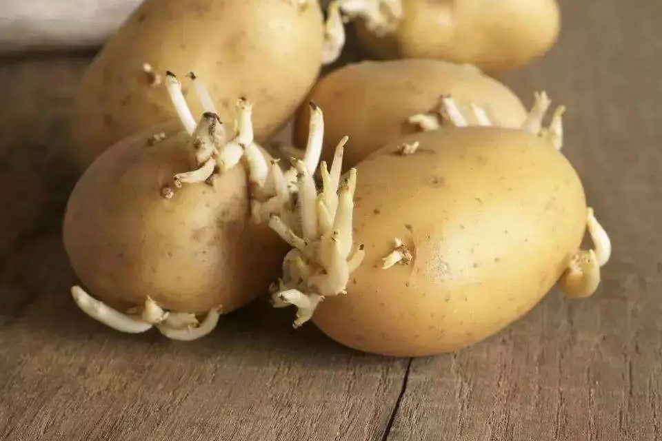 土豆发芽怎么办 土豆长了一点点小芽可以吃吗