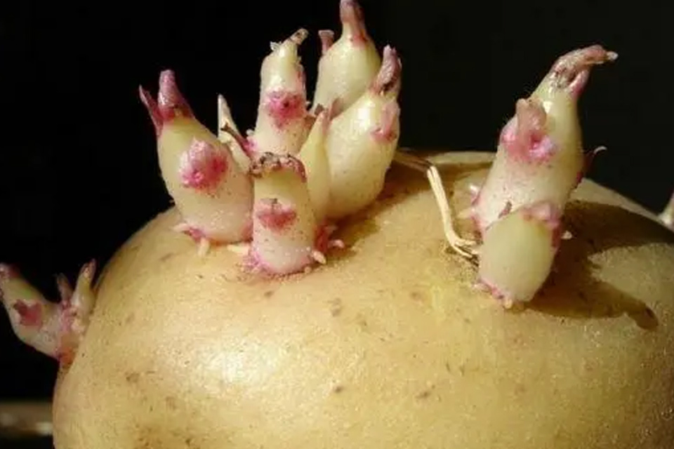 土豆发芽怎么办 土豆长了一点点小芽可以吃吗