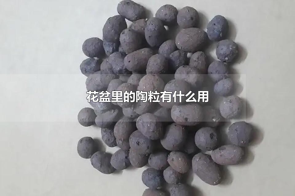 花盆里的陶粒有什么用 陶粒放在花盆的哪里最好