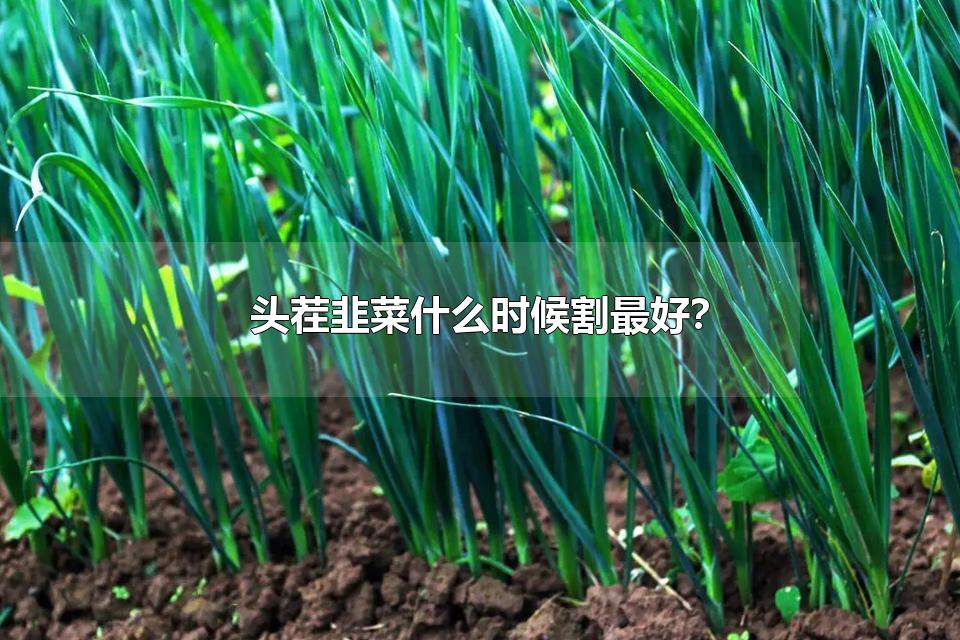 头茬韭菜什么时候割最好? 种的韭菜第一茬能吃吗