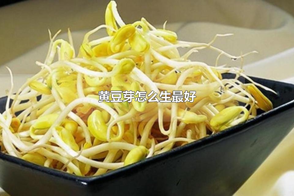 黄豆芽怎么生最好 生黄豆芽的器具能粘油吗