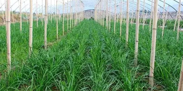 头茬韭菜什么时候割最好？ 种的韭菜第一茬能吃吗