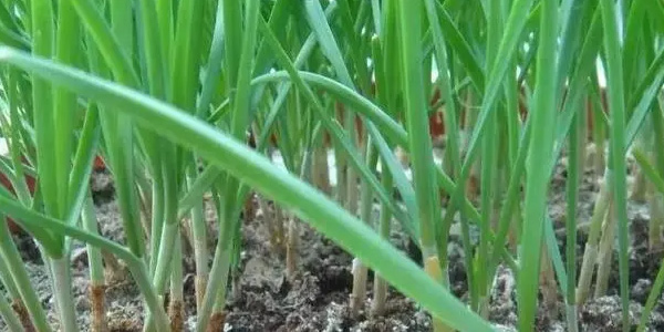 头茬韭菜什么时候割最好？ 种的韭菜第一茬能吃吗
