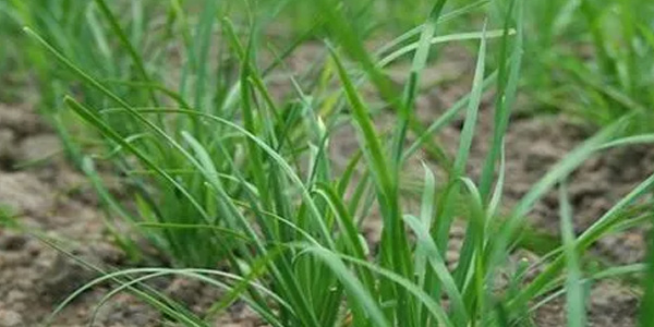 头茬韭菜什么时候割最好? 种的韭菜第一茬能吃吗
