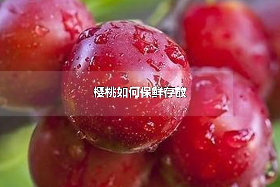 樱桃如何保鲜存放 怎么洗樱桃干净