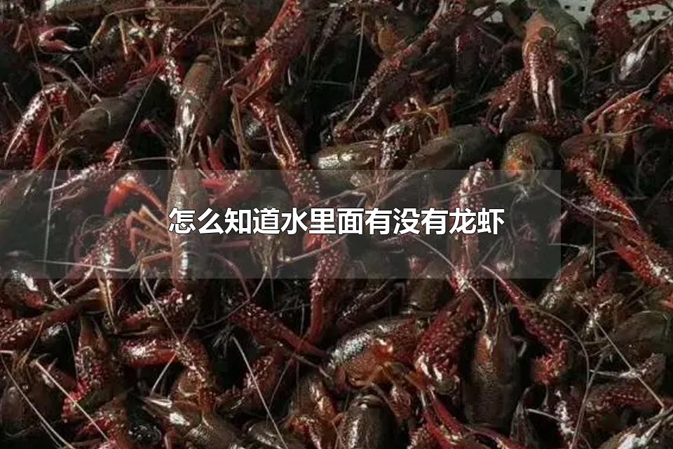 怎么知道水里面有没有龙虾 小龙虾生长在什么地方