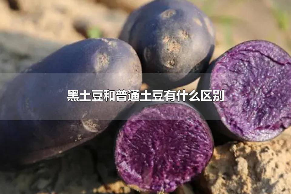 黑土豆和普通土豆有什么区别 黑土豆是转基因吗