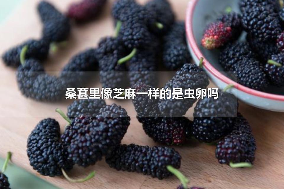 桑葚里像芝麻一样的是虫卵吗 桑葚里像芝麻一样东西可以吃吗