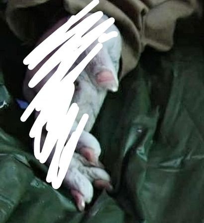 泰国女星tangmo最新消息 tangmo个人资料曝光