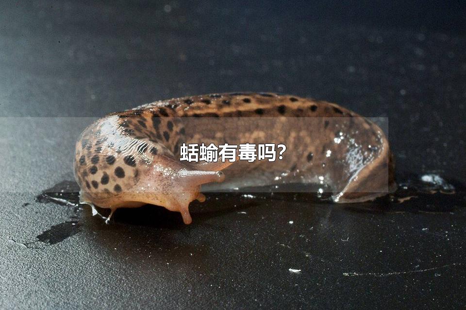 蛞蝓有毒吗? 蛞蝓的习性