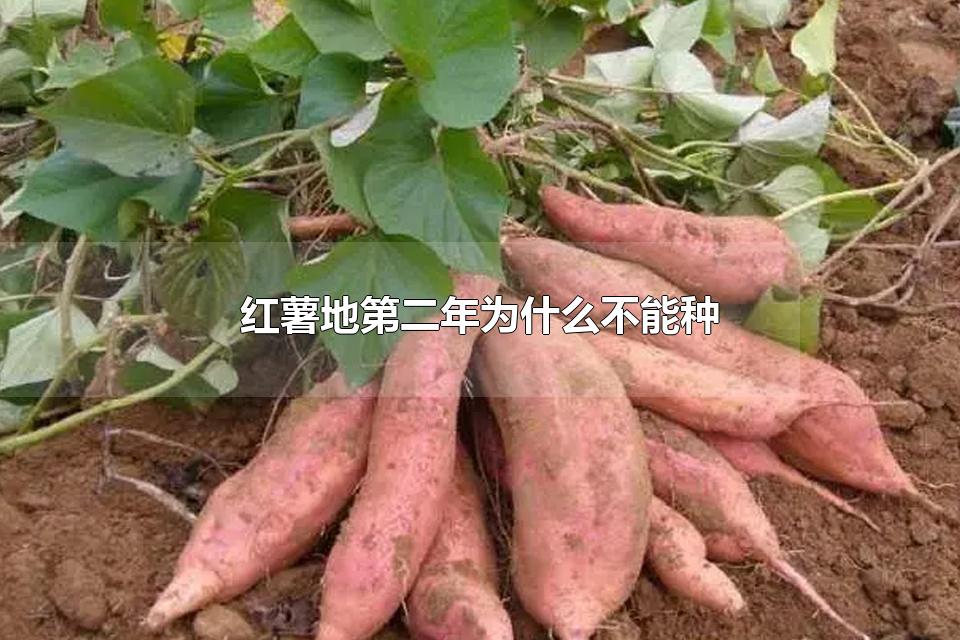 红薯地第二年为什么不能种 红薯种浅好还是深种好