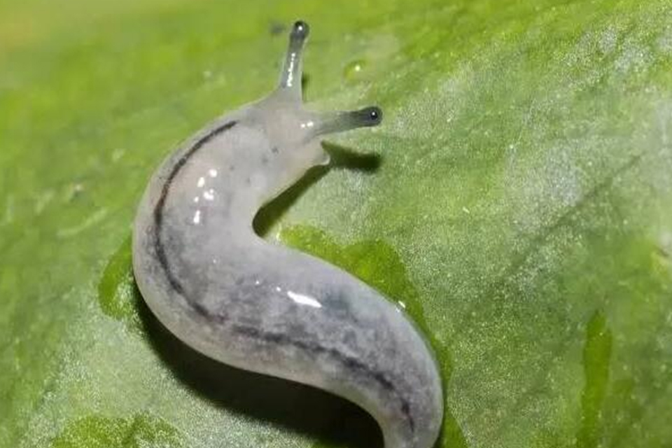 蛞蝓有毒吗？ 蛞蝓的习性