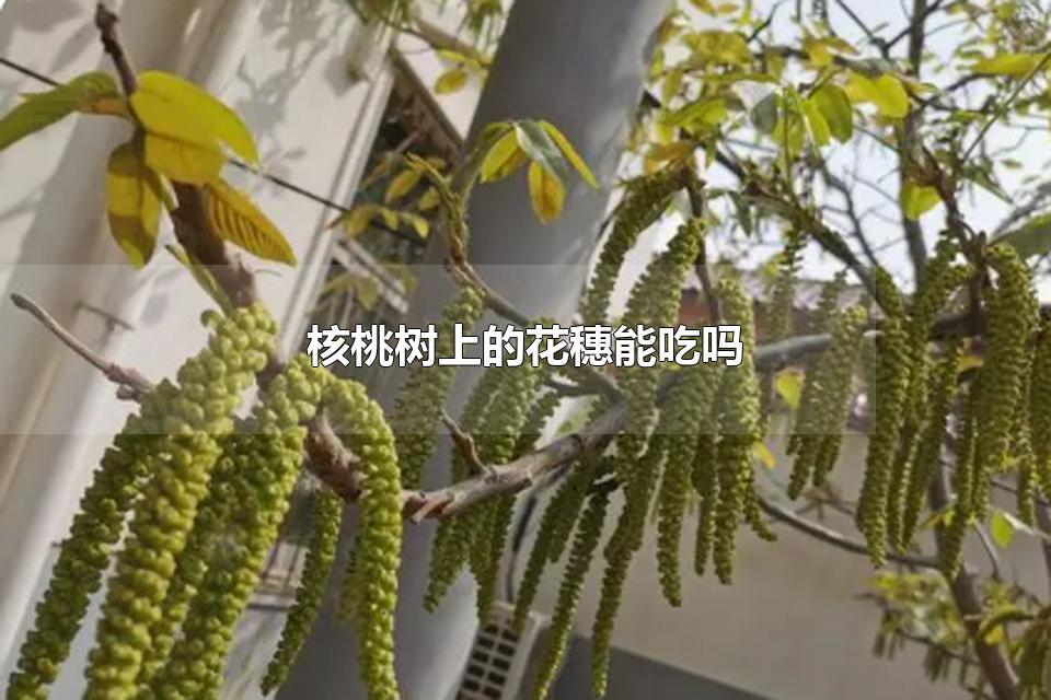 核桃树上的花穗能吃吗 核桃树上的花穗是苦的吗