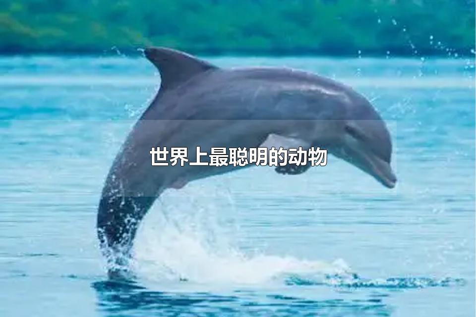 世界上最聪明的动物 世界上最聪明的动物排名