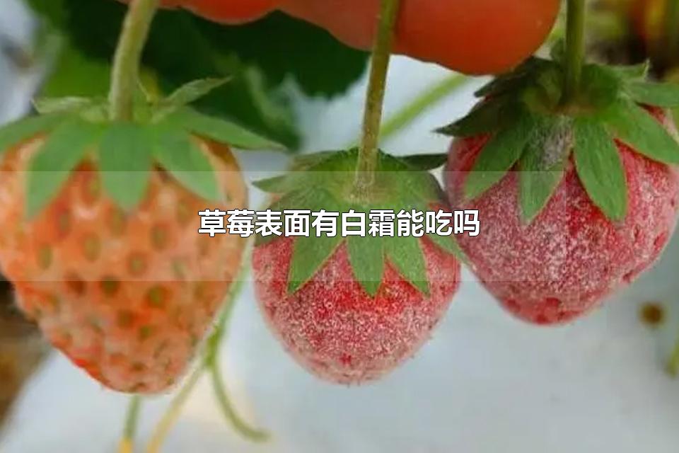 草莓表面有白霜能吃吗 草莓表面的白霜是什么