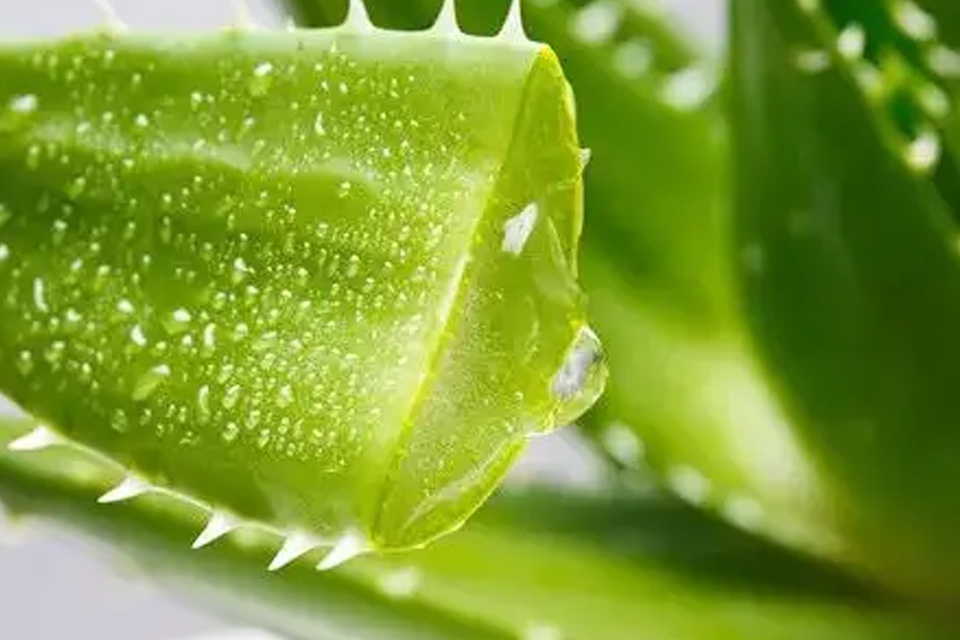 芦荟胶使用后需要洗掉吗 芦荟胶可以每天都用吗