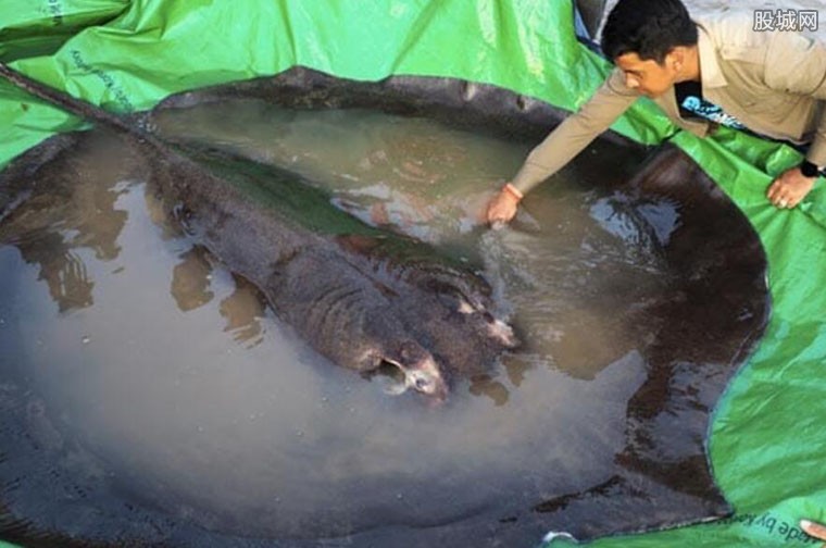 淡水鱼种类