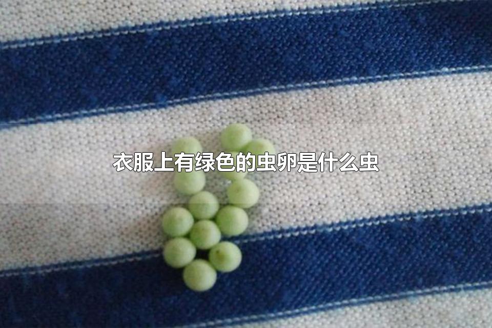 衣服上有绿色的虫卵是什么虫 衣服上有绿色的虫卵要怎么办