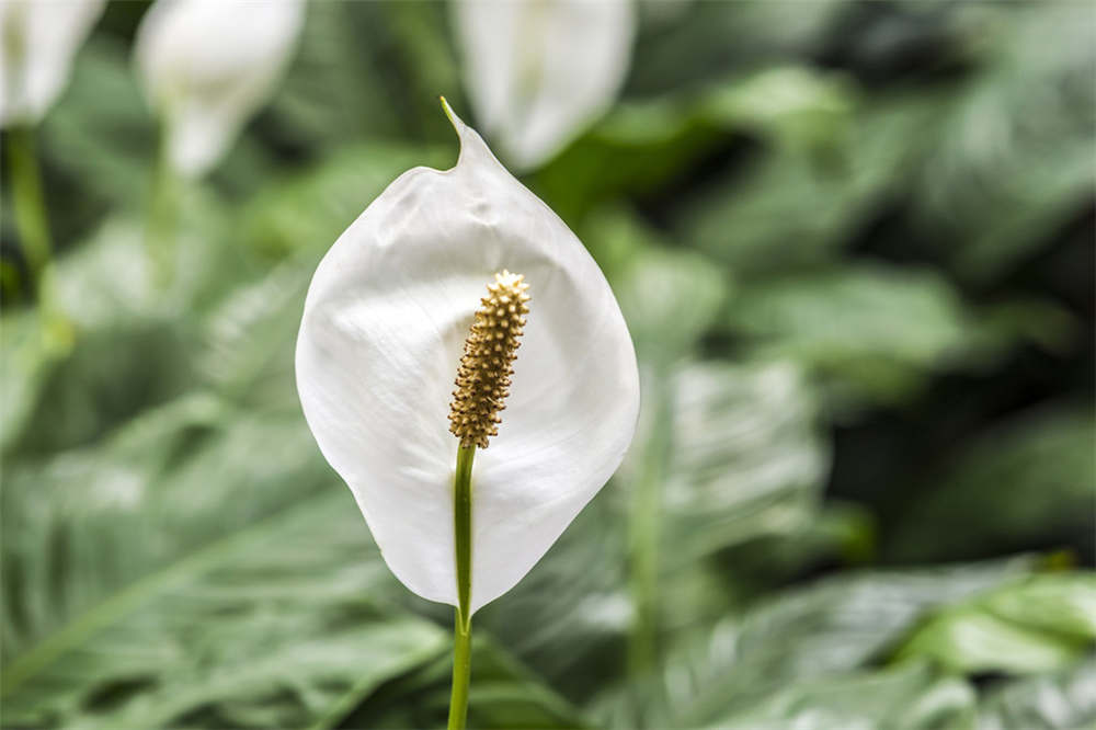 白掌不开花什么原因