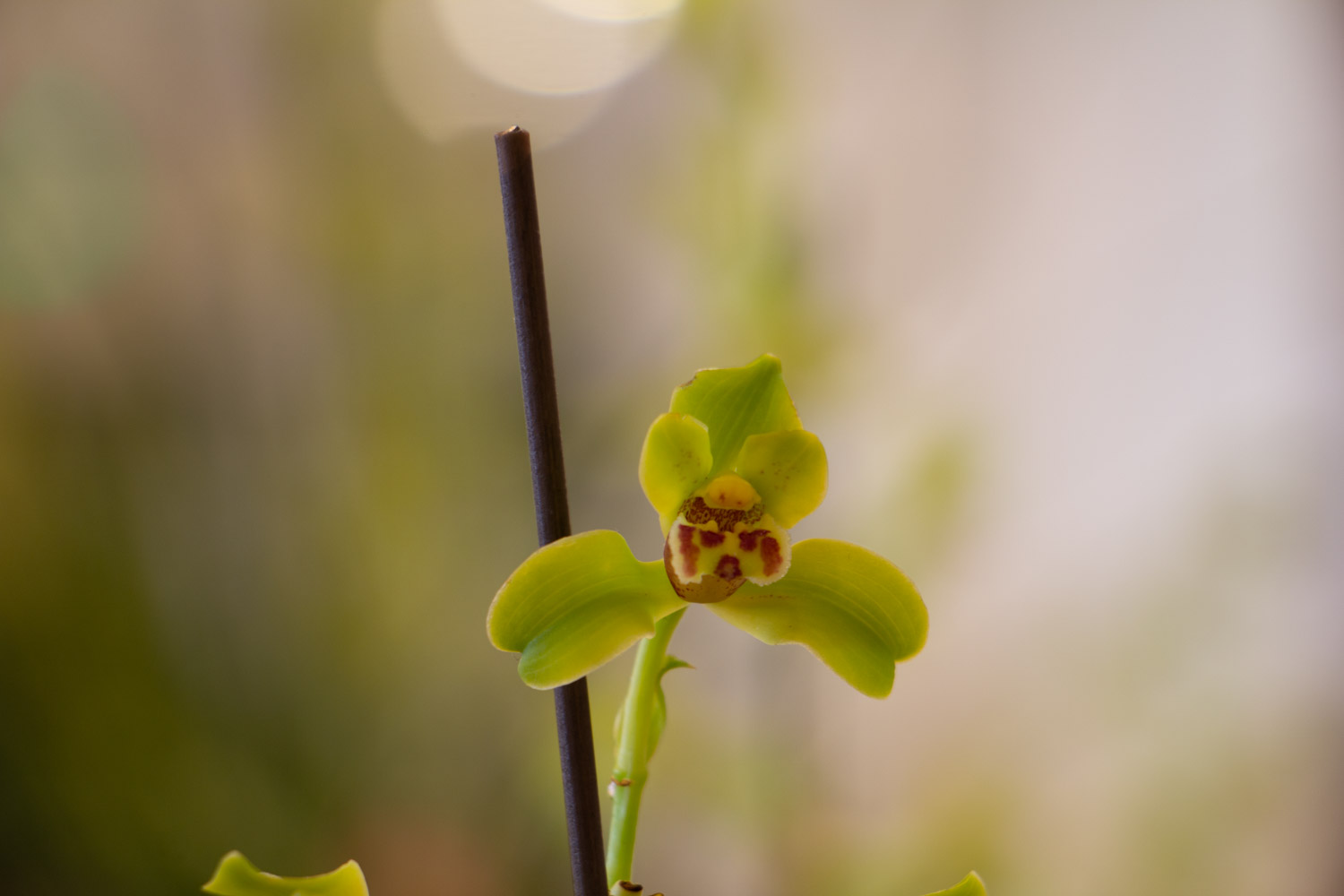 带着“兰”字，却不是真正兰花的植物