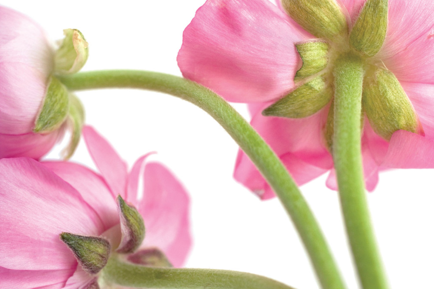 花毛茛化身小盆栽